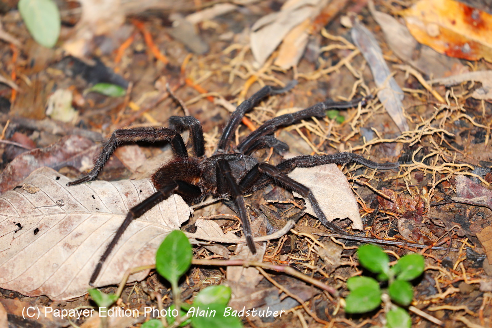 Hickatee Cottages, 4 jours de photo