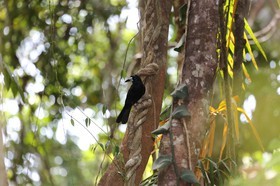 Oiseaux à Cape Tribulation