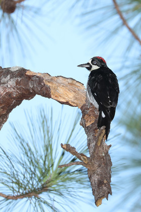 Premier séjour à Crooked Tree , au Bélize en octobre 2021