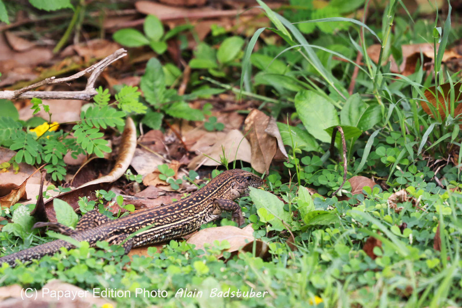 Punta Culebra Nature Center