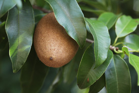 Végétaux et Champignons