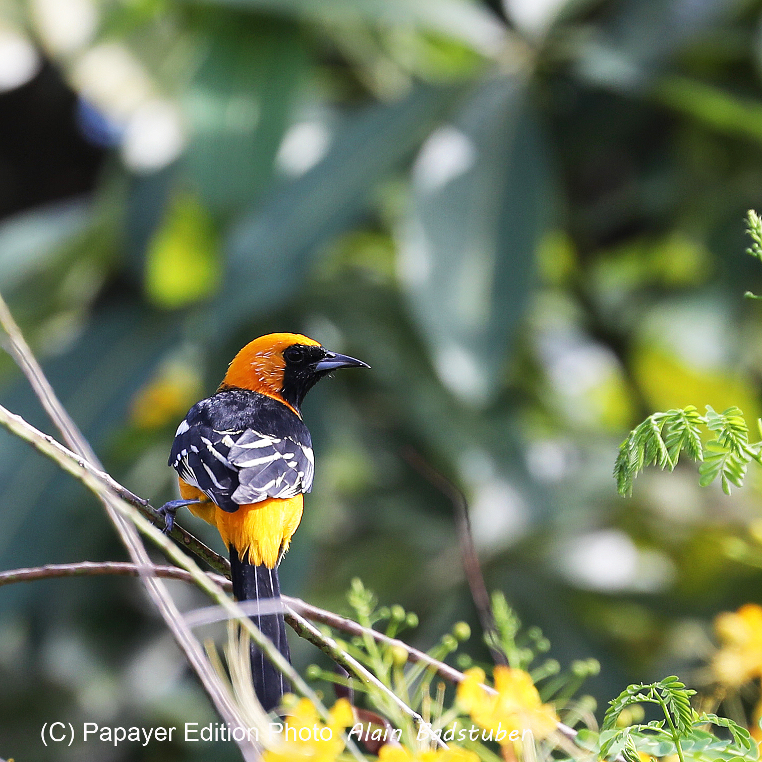 Premier séjour à Crooked Tree , au Bélize en octobre 2021