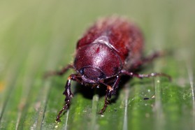 Images_Belize_2011_291