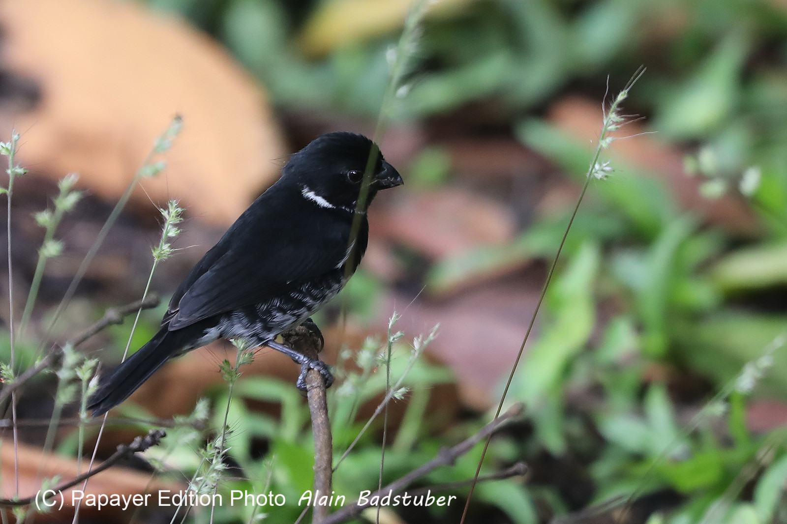 Parque Natural Metropolitano