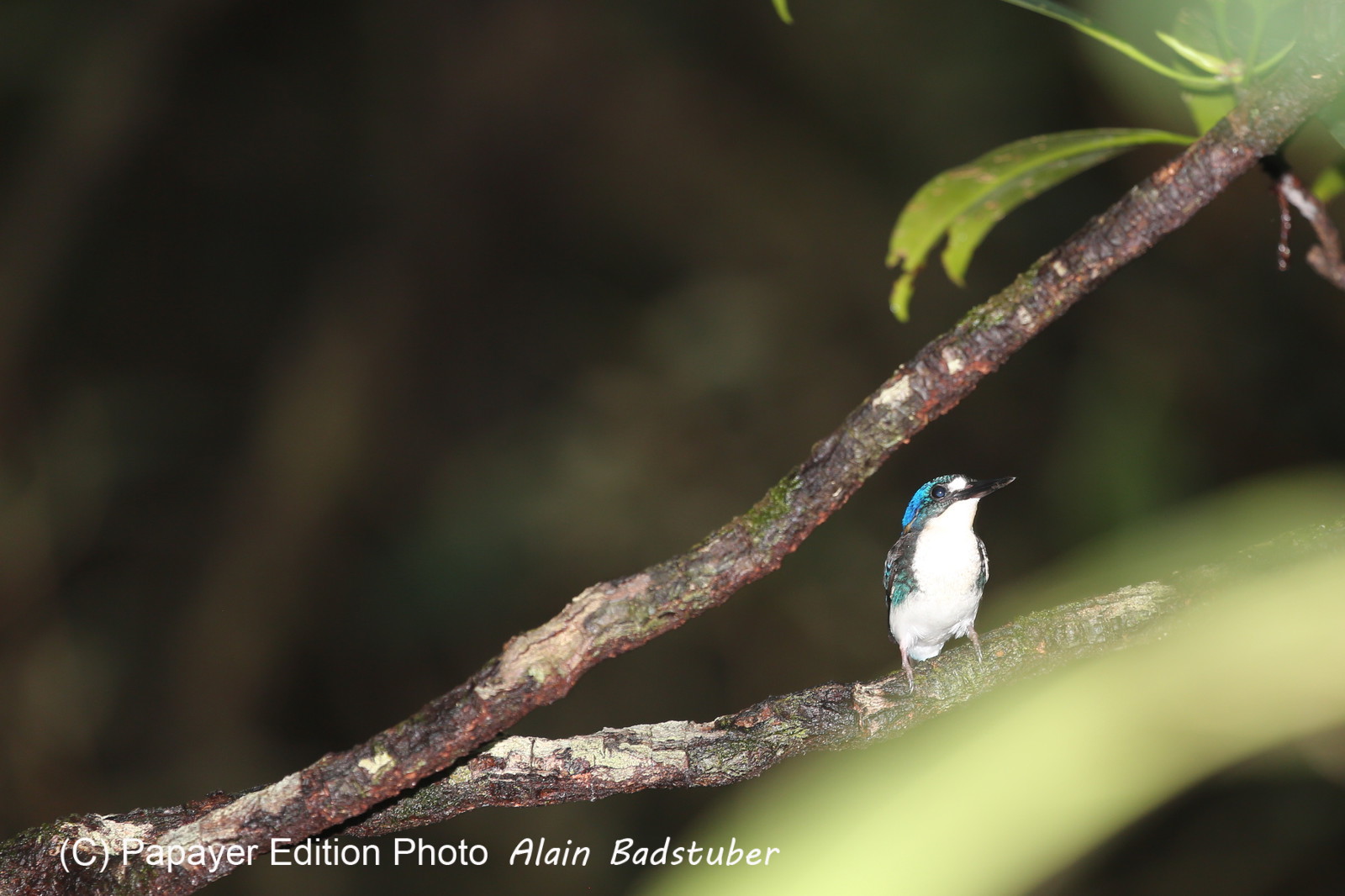 L'Australie à Cow Bay et Cape Tribulation en 2017