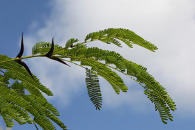 Végétaux et Champignons