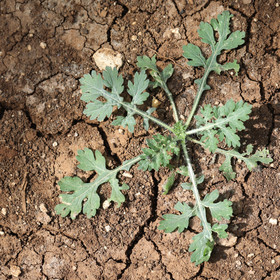 Végétaux et Champignons