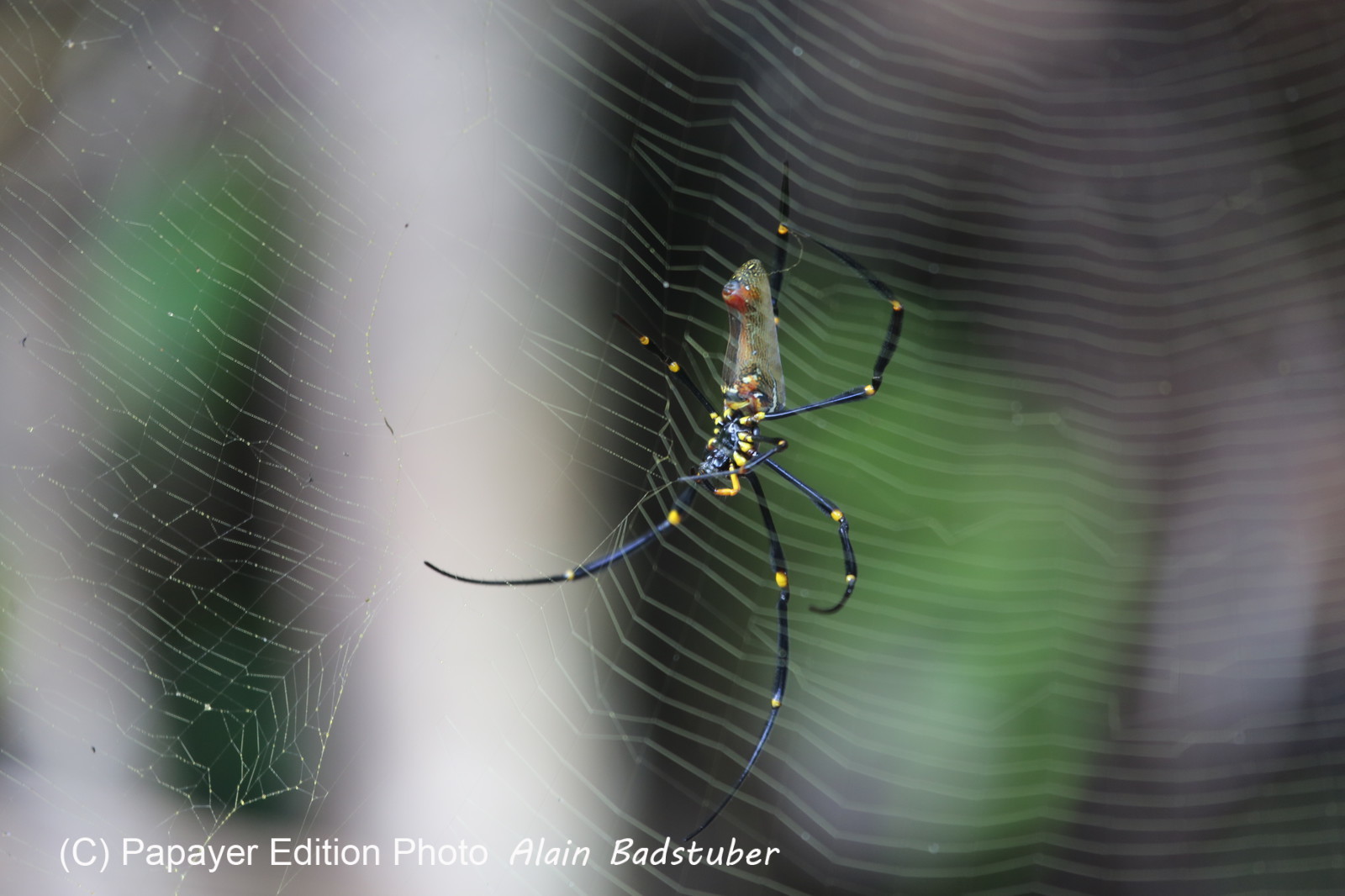 L'Australie à Cow Bay et Cape Tribulation en 2017