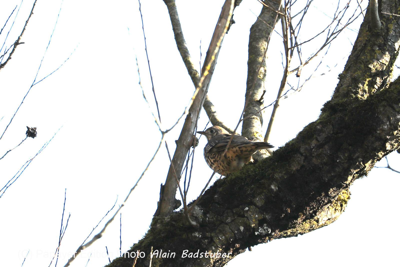 Faune et Flore de Suisse, 2022