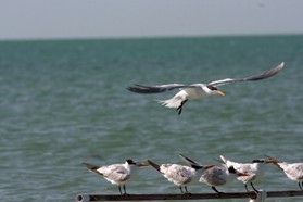 Images_Belize_2011_374