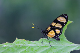 Punta Culebra Nature Center