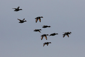 Faune et Flore de Suisse, 2022, Vaumarcus, Fuligules morillons en vol