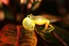 L'Australie à Cow Bay et Cape Tribulation en 2017