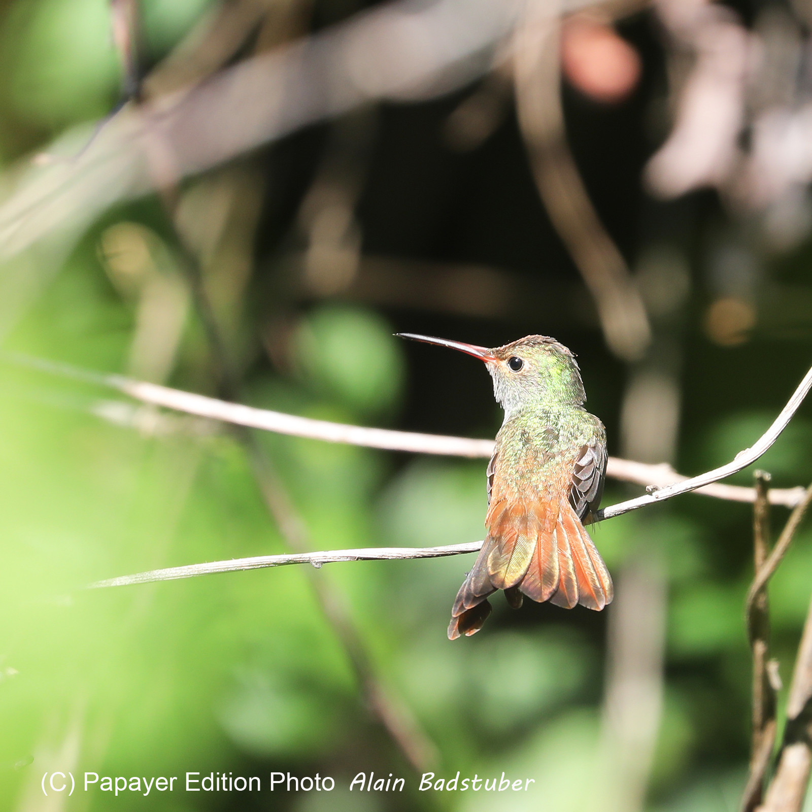 Deuxième séjour à Sarteneja, Bélize, Novembre - Décembre 2021