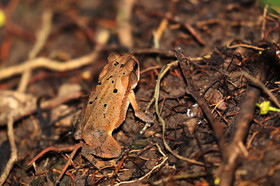 Hickatee Cottages, 4 jours de photo