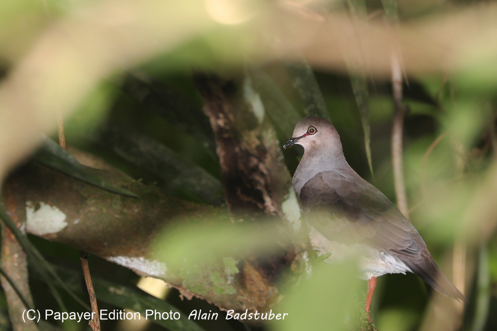 Quatre jours de terrain à Punta Gorda