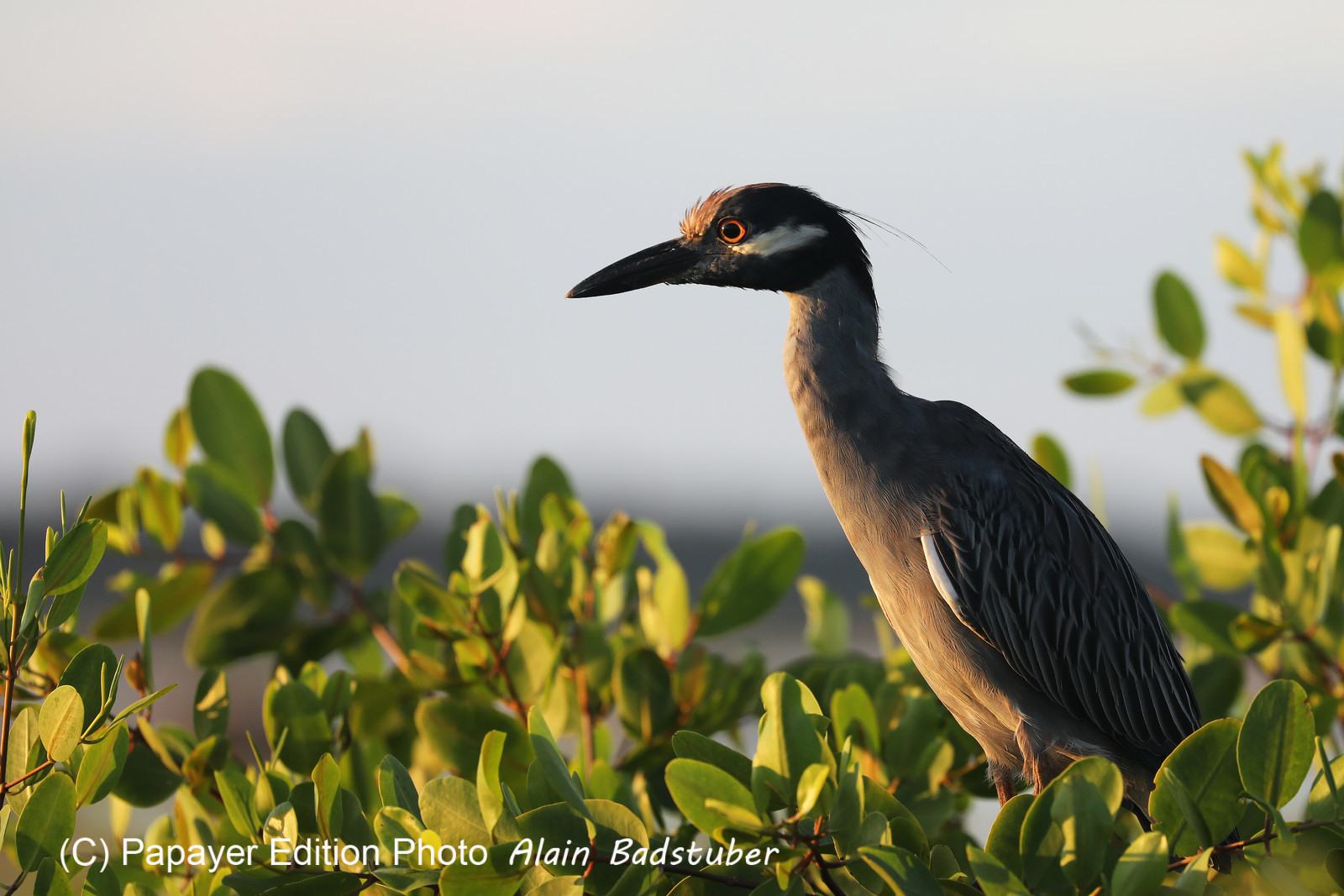 Hopkins, Octobre-Novembre 2021