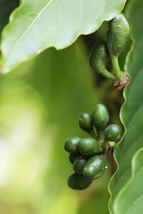 Végétaux et Champignons