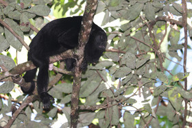 Singes hurleurs à Punta Gorda, Bélize