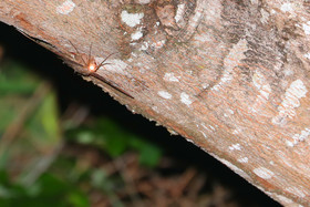 Deuxième séjour à Sarteneja, Bélize, Novembre - Décembre 2021