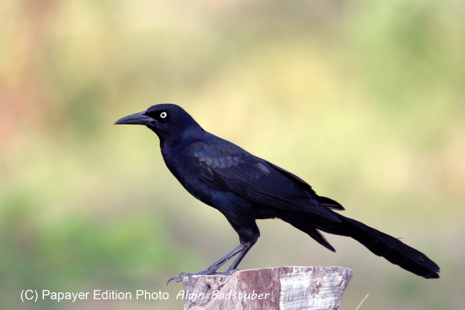 Images_Belize_2011_010