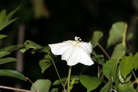 Images_Belize_2011_325