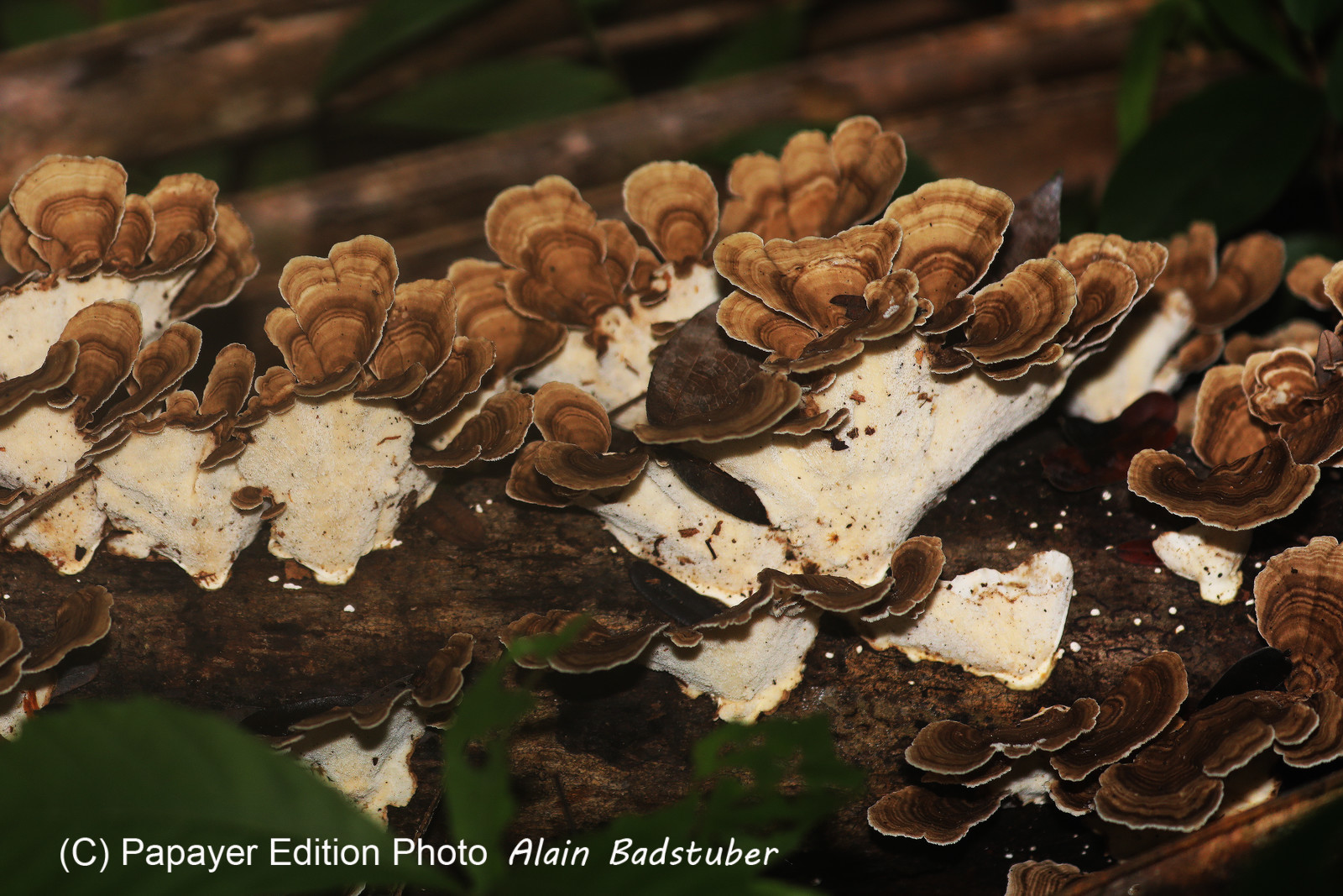 Quatre jours de terrain à Punta Gorda
