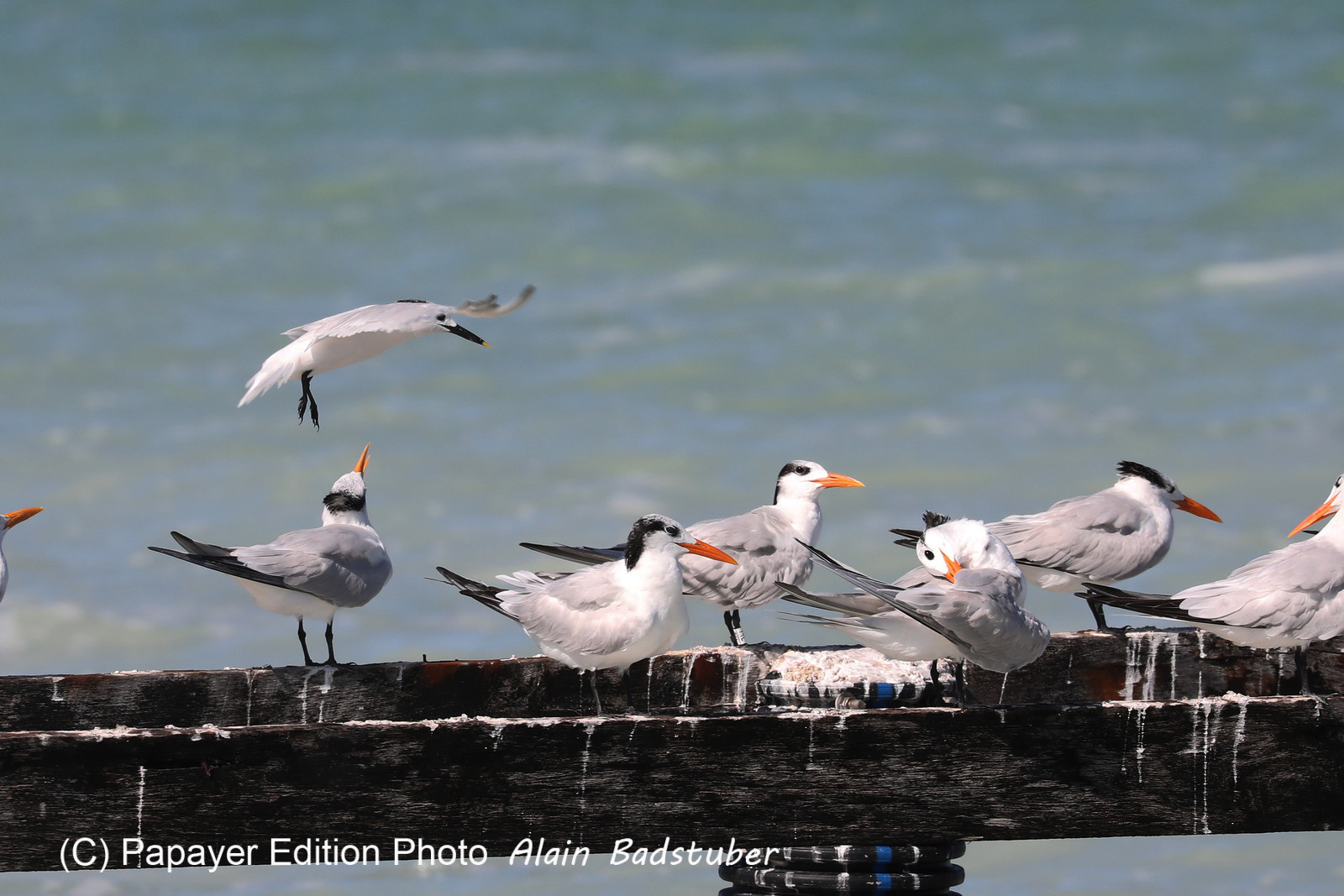 Deuxième séjour à Sarteneja, Bélize, Novembre - Décembre 2021