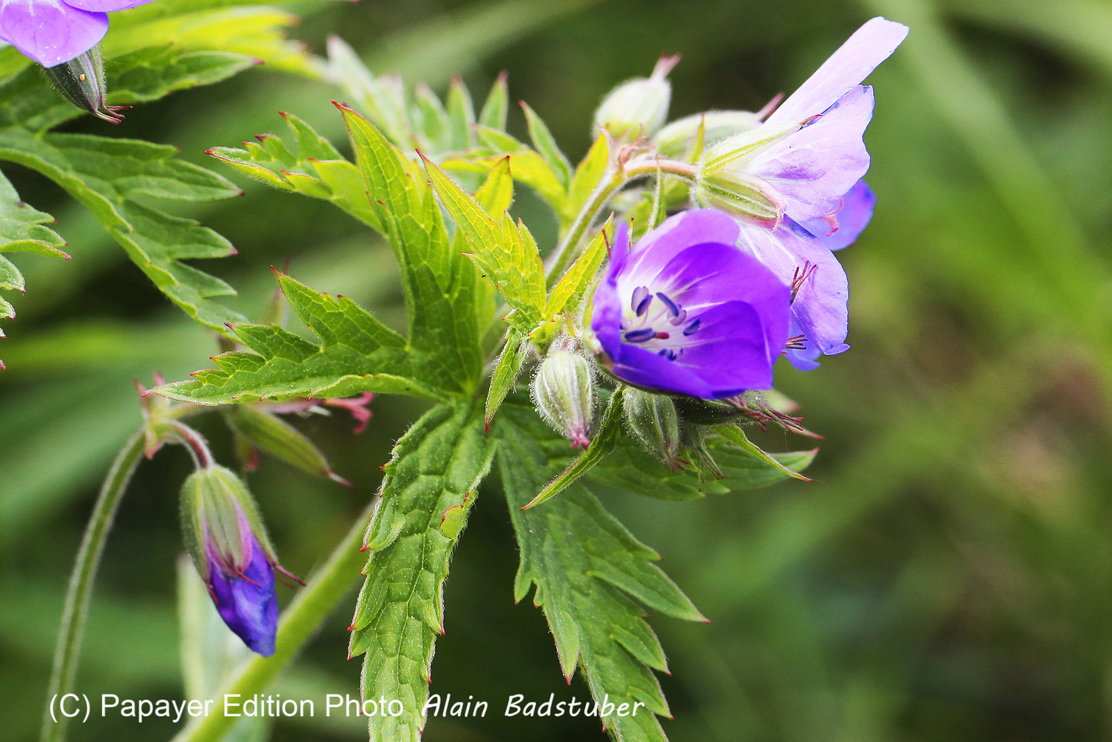 Encore une journée non favorable à la pratique de WingFoil