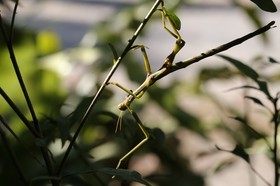 Phasmes à Cape Tribulation