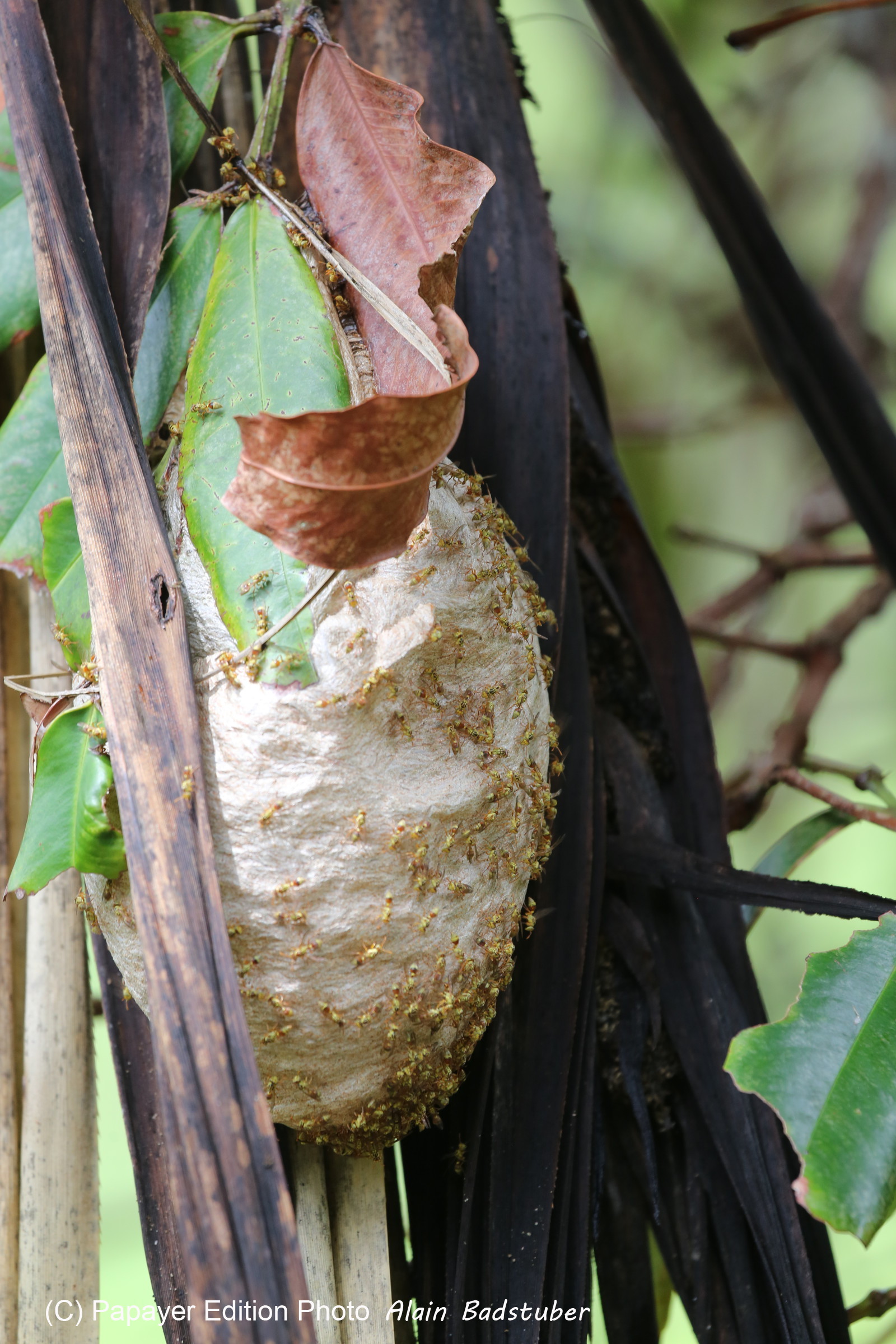 L'Australie à Cow Bay et Cape Tribulation en 2017