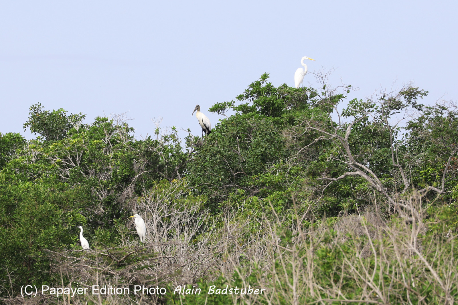 Deuxième séjour à Sarteneja, Bélize, Novembre - Décembre 2021