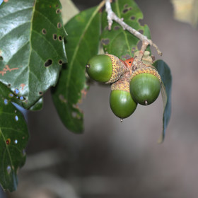Premier séjour à Crooked Tree , au Bélize en octobre 2021