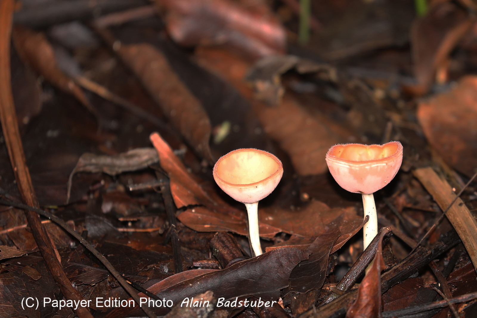 Quatre jours de terrain à Punta Gorda