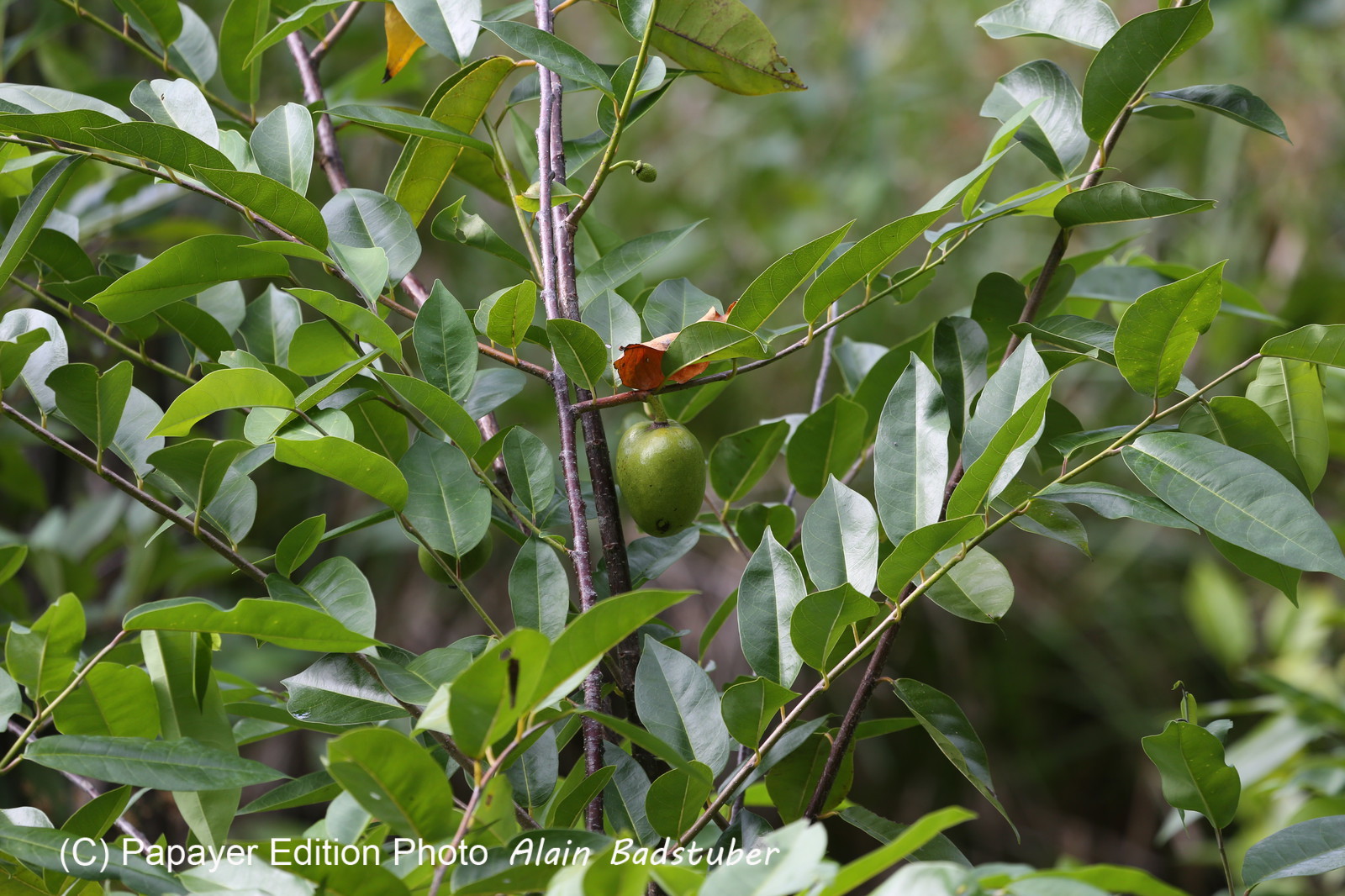 L'Australie à Cow Bay et Cape Tribulation en 2017