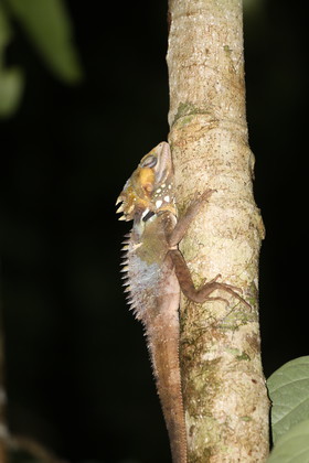 L'Australie à Cow Bay et Cape Tribulation en 2017