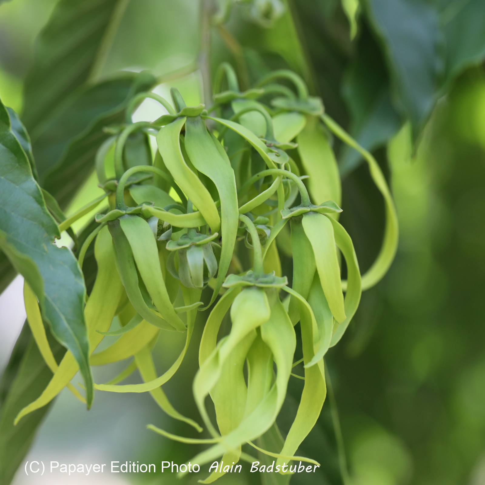 Végétaux et Champignons