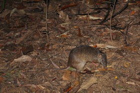 Mammifères à Cape Tribulation