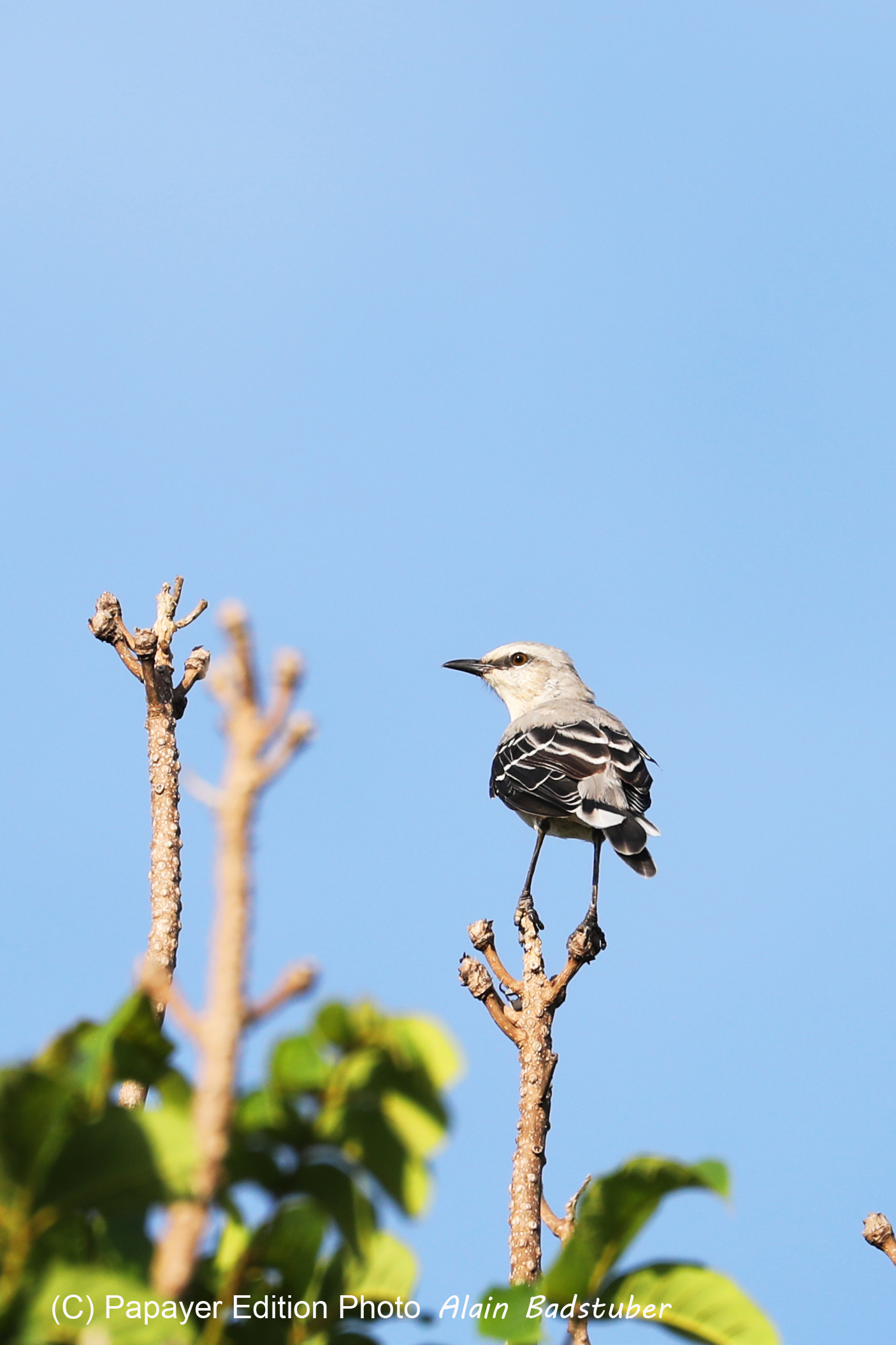 Premier séjour à Crooked Tree , au Bélize en octobre 2021
