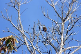 Images_Belize_2011_075