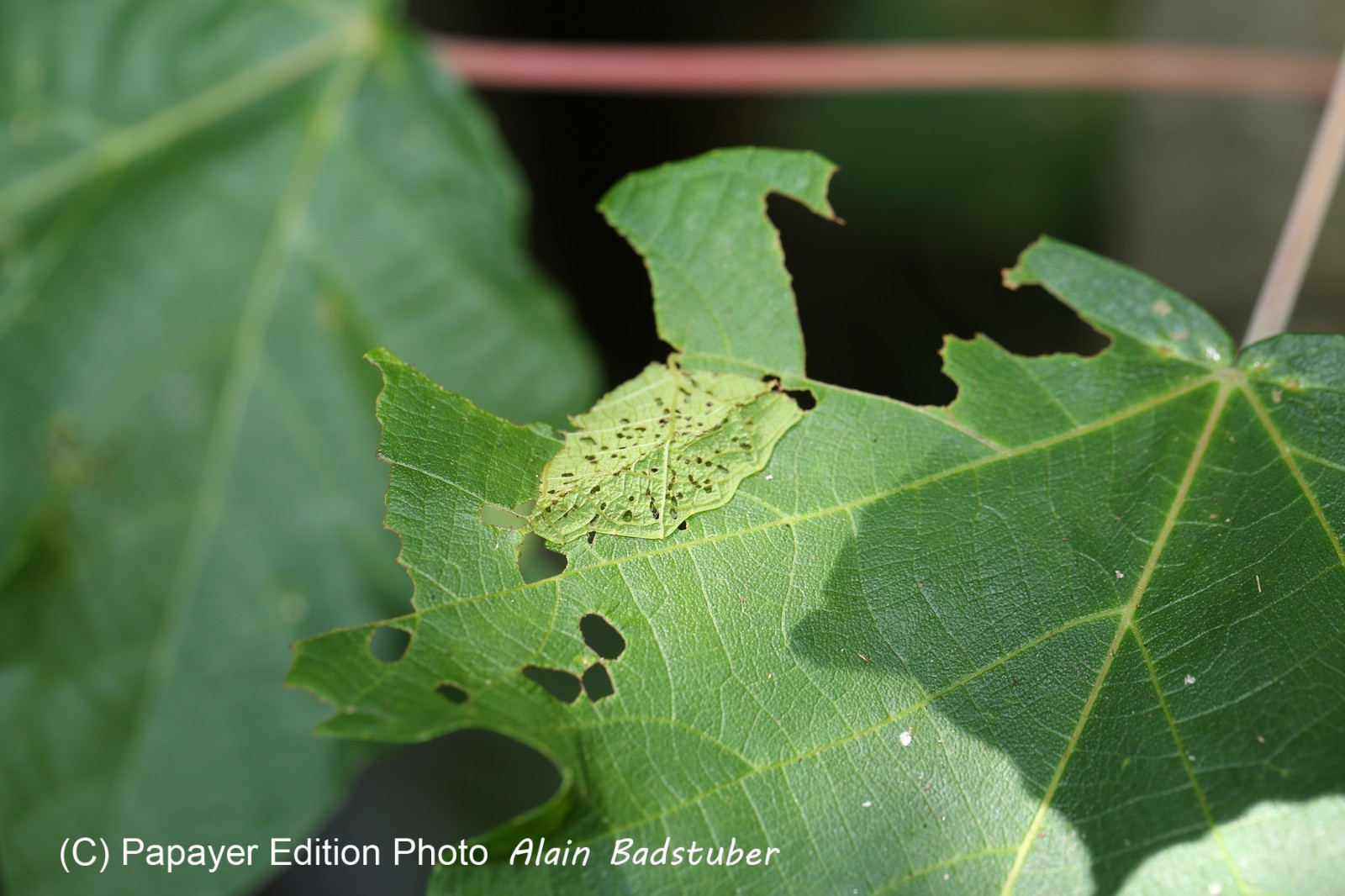 Fourmis à Cape Tribulation