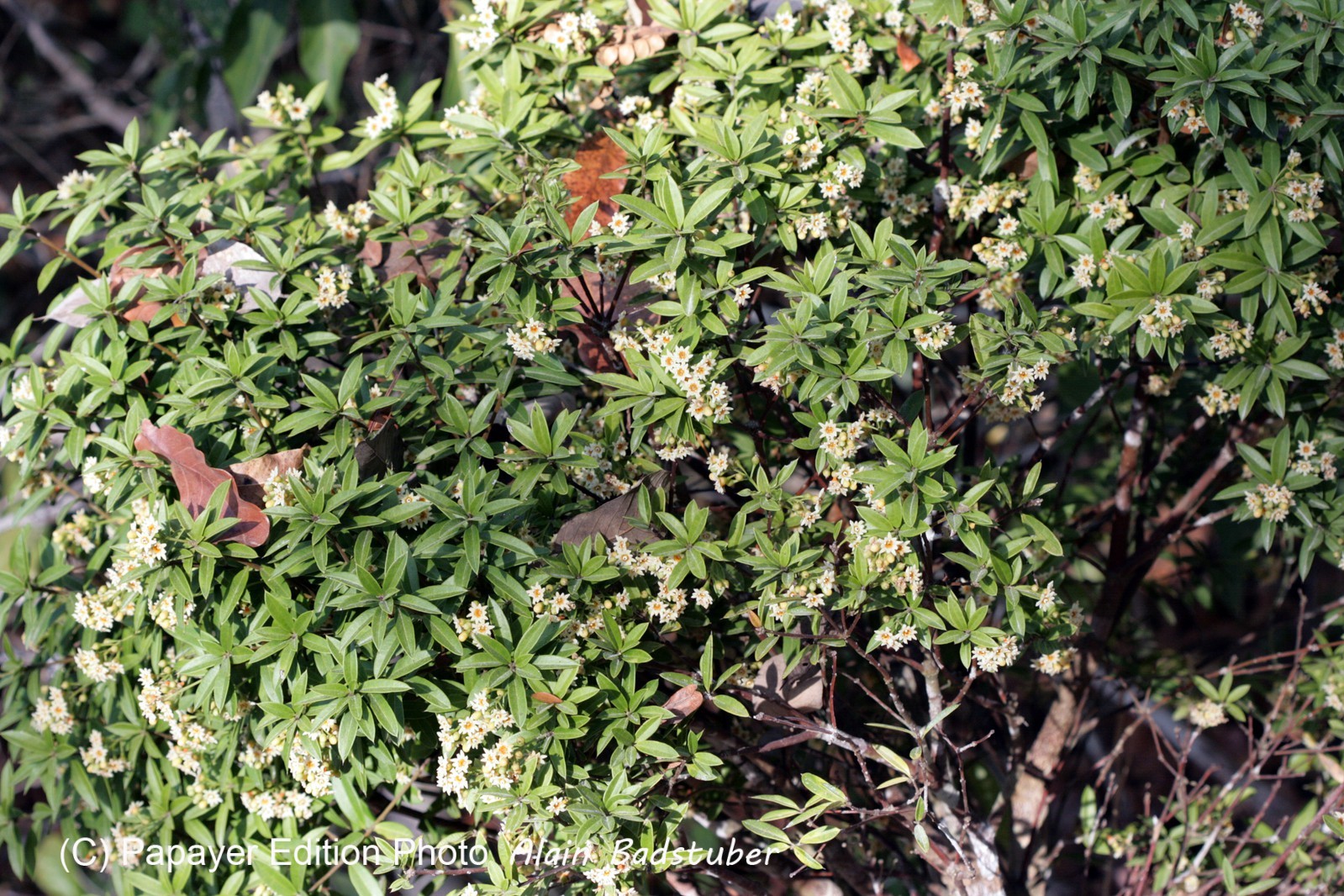 Images_Belize_2011_268