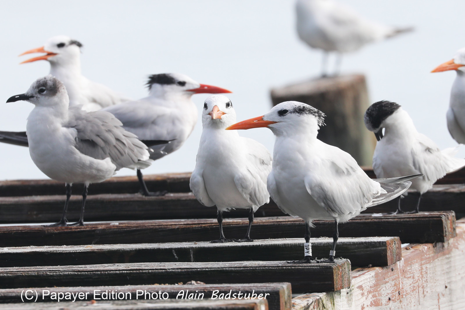 Hopkins, Octobre-Novembre 2021