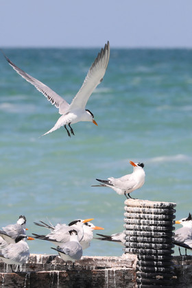 Deuxième séjour à Sarteneja, Bélize, Novembre - Décembre 2021