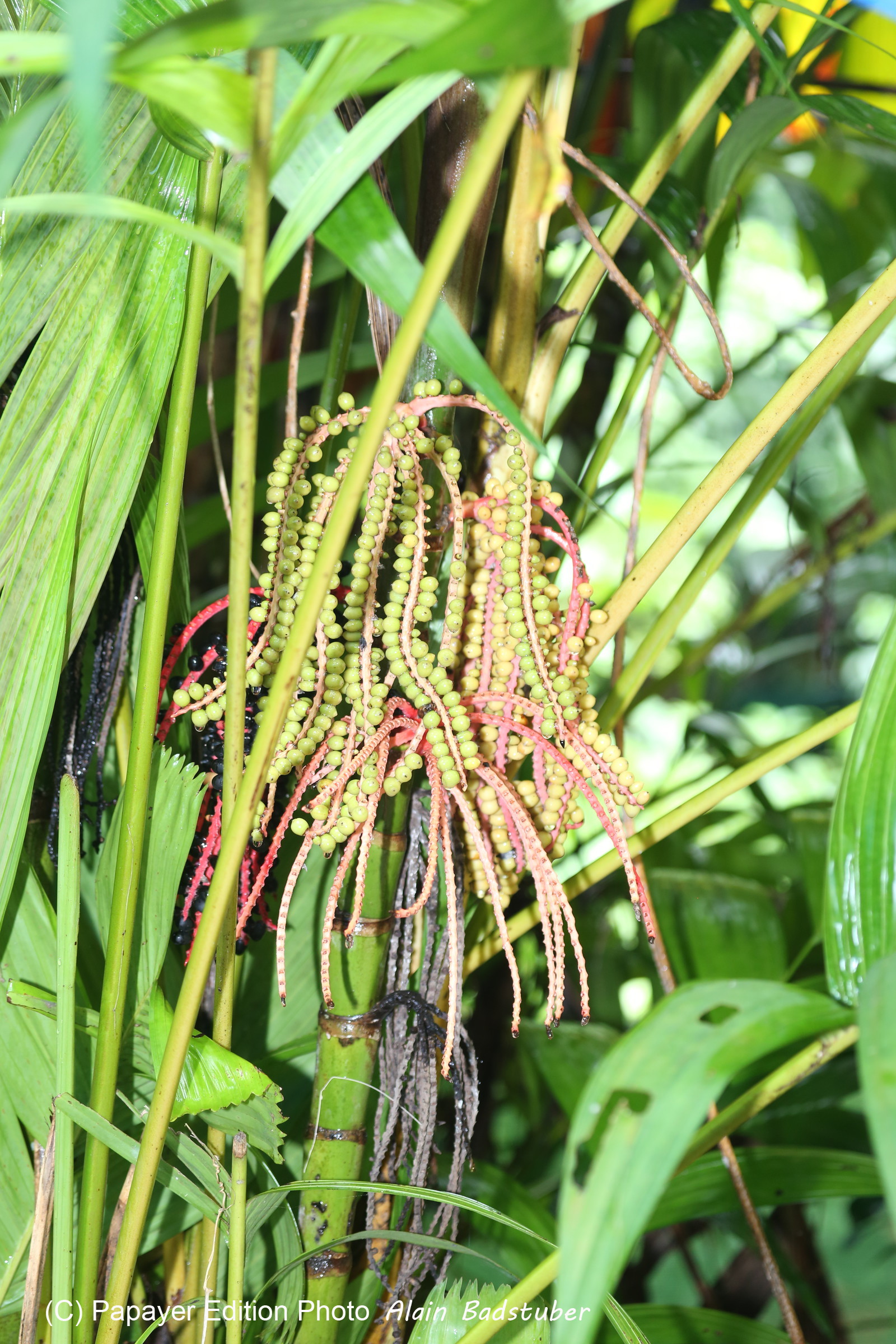 L'Australie à Cow Bay et Cape Tribulation en 2017
