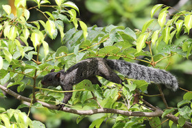 Premier séjour à Crooked Tree , au Bélize en octobre 2021