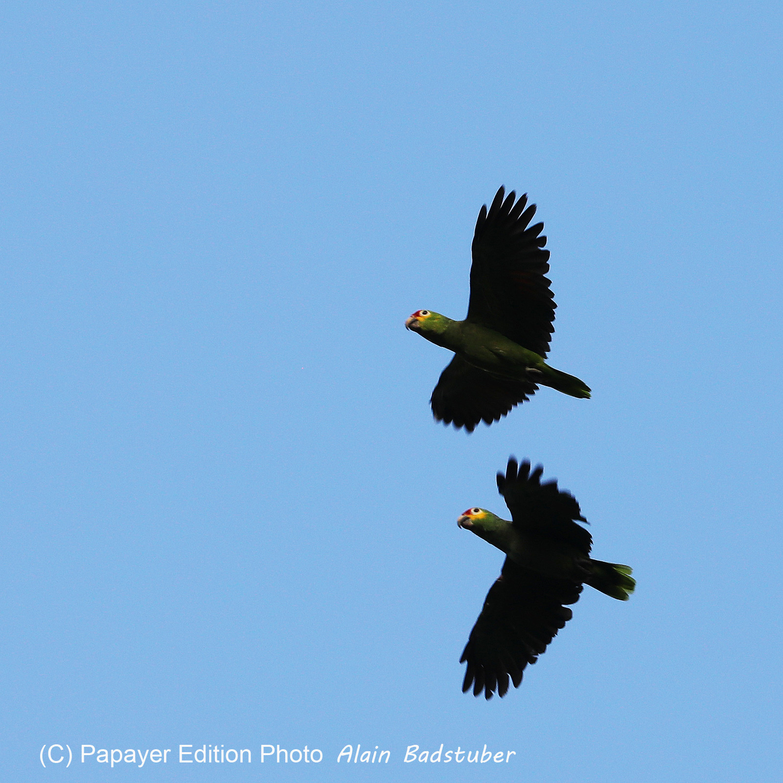 Premier séjour à Crooked Tree , au Bélize en octobre 2021