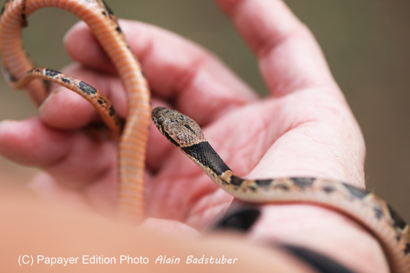Serpents du Belize, Cat eyed snake, Leptodeira frenata