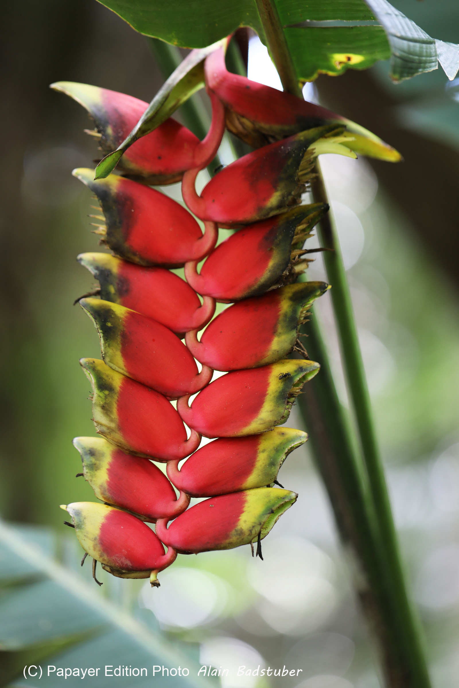 Quatre jours de terrain à Punta Gorda