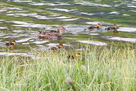 Encore une journée non favorable à la pratique de WingFoil